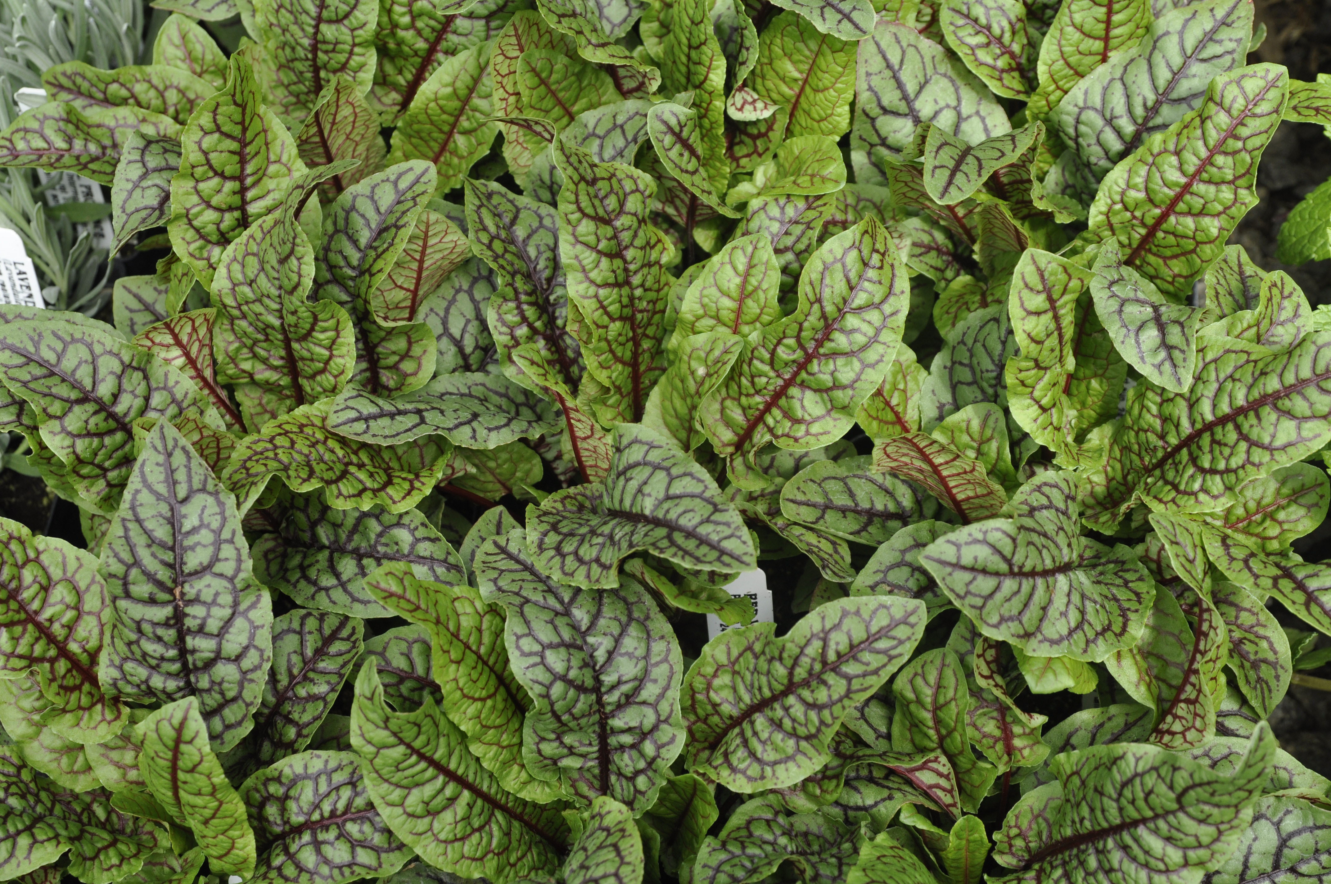 Herb Red Veined Sorrel